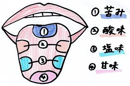 　鹿児島　歯医者　飲み込むときの潤滑剤(サラサラだ液・ネバネバだ液)