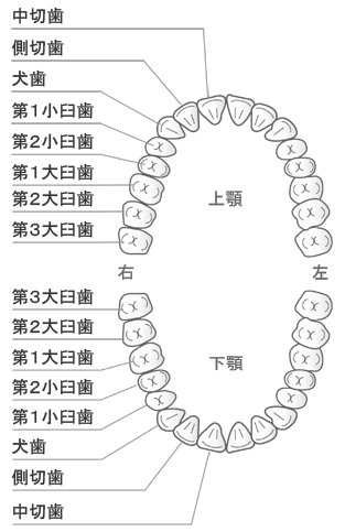 鹿児島　歯医者　人の歯は何本ありますか？