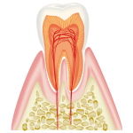 鹿児島　歯医者　表面のエナメル質歯の硬さ