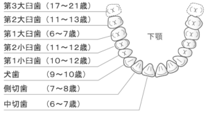 鹿児島　歯医者　永久歯　第一大臼歯